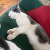 Photo of Fifi & Lupin 