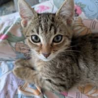 Photo of Pickle