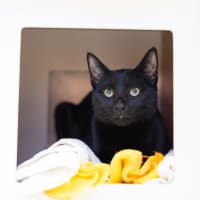 Photo of Black Panther