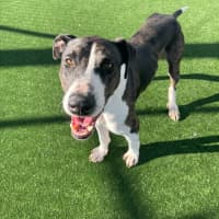 Photo of Bentley Imp 1051