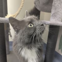 Photo of Lord Biscuit I I I