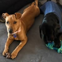 Photo of Bella   14 Week Old Mastiff X