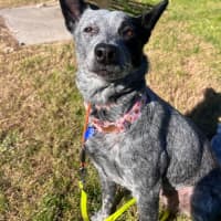 Photo of Shady   4 Year Old Cattle Dog