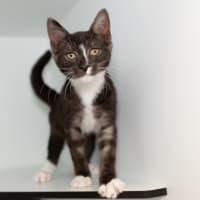 Photo of Calcifer (Previously Taka)