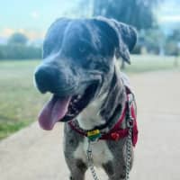 Photo of Patch