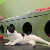 Photo of Handsome Sam