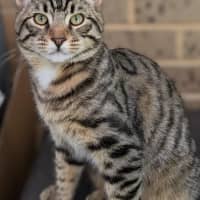 Photo of Rex