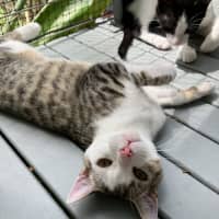 Photo of Sparrow   10 Month Old Domestic Shorthair (Trial)