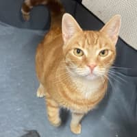 Photo of August   Now At Pet Quarters Morisset