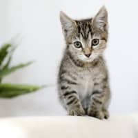 Photo of Tiger