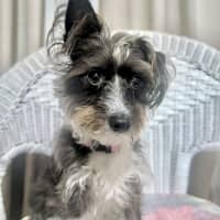 Photo of Mimi   3 Year Old Maltese X Poodle