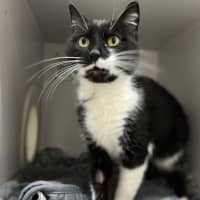 Photo of Salem