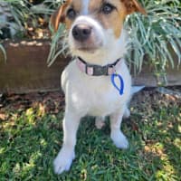 Photo of Lovie  11 Month Old Jack Russell Terrier