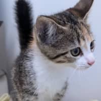 Photo of Clawiflower