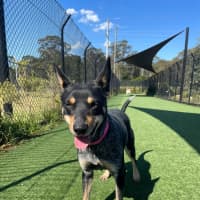 Photo of Harley Imp 1807