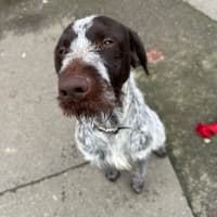 Photo of Diddles