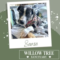 Photo of Sansa