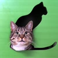 Photo of Chester Sta014401