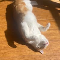 Photo of Ranger