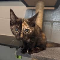 Photo of Cinnamon
