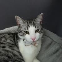 Photo of Cassian   In Foster Care In Melbourne