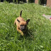 Photo of Wushah (Was Rocket)