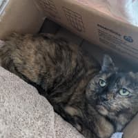 Photo of Nessa