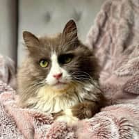 Photo of Jasper   In Foster Care In Templestowe