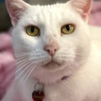 Photo of Pippi