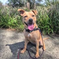 Photo of Calypso