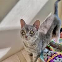 Photo of Clover