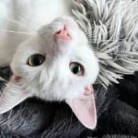 Photo of Leander *9 Lives Project Rescue*