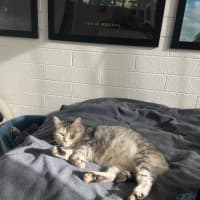 Photo of Bunyip   The Rogue Of The Rescue World! 🐾💥
