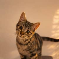 Photo of Momo