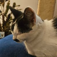 Photo of Oreo