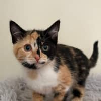 Photo of Miss Maples