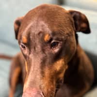 Photo of Ms B Von Dobermann