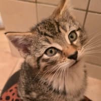 Photo of Nova