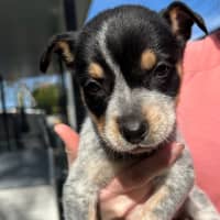 Photo of D1151 Nellie