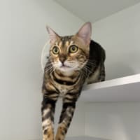 Photo of Tikka Meowsala