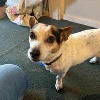 Photo of Missy   6 Year Old Jack Russell Terrier (Trial)
