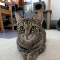 Photo of Hazel   In Foster Care In Brunswick East