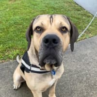 Photo of Marmalade *$350 Adoption Fee*