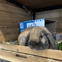 Photo of Toffee