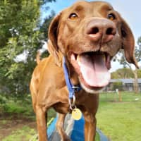 Photo of Scout