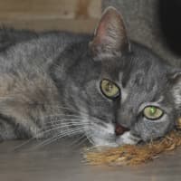 Photo of Misty