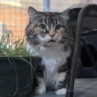 Photo of Tangelo
