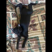 Photo of Purretha Franklin