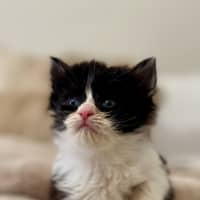 Photo of Charlie And Chaplin 