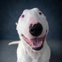 Photo of Loki